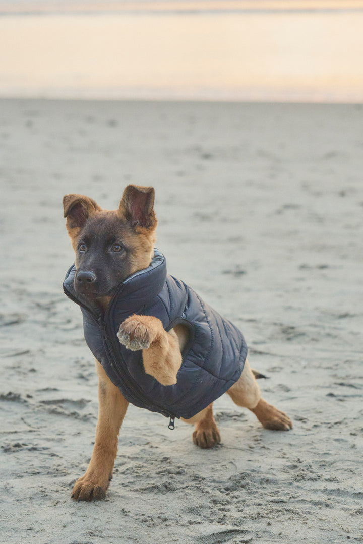 Janari Reversible Dog Puffer Coats